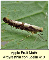 Apple Fruit Moth, Argyresthia conjugella