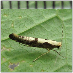 Apple Fruit Moth, Argyresthia conjugella