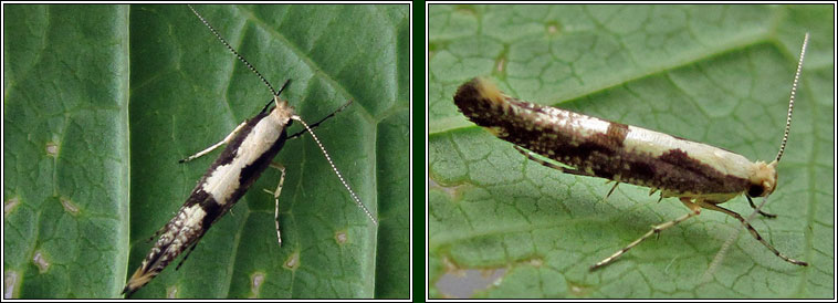 Apple Fruit Moth, Argyresthia conjugella