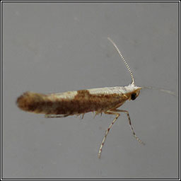 Argyresthia semifusca