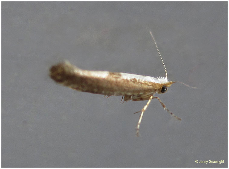 Argyresthia semifusca