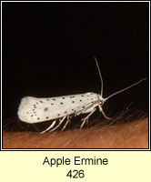 Apple Ermine, Yponomeuta malinellus