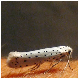 Apple Ermine, Yponomeuta malinellus