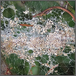 Spindle Ermine, Yponomeuta cagnagella