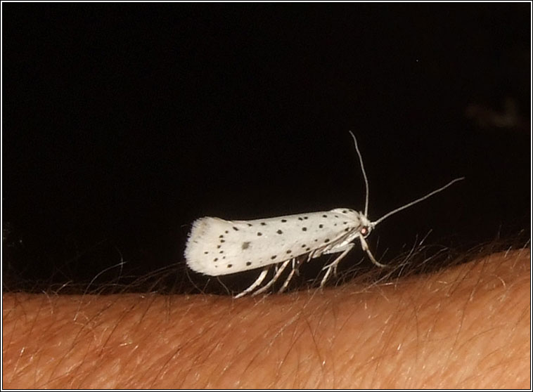 Spindle Ermine, Yponomeuta cagnagella