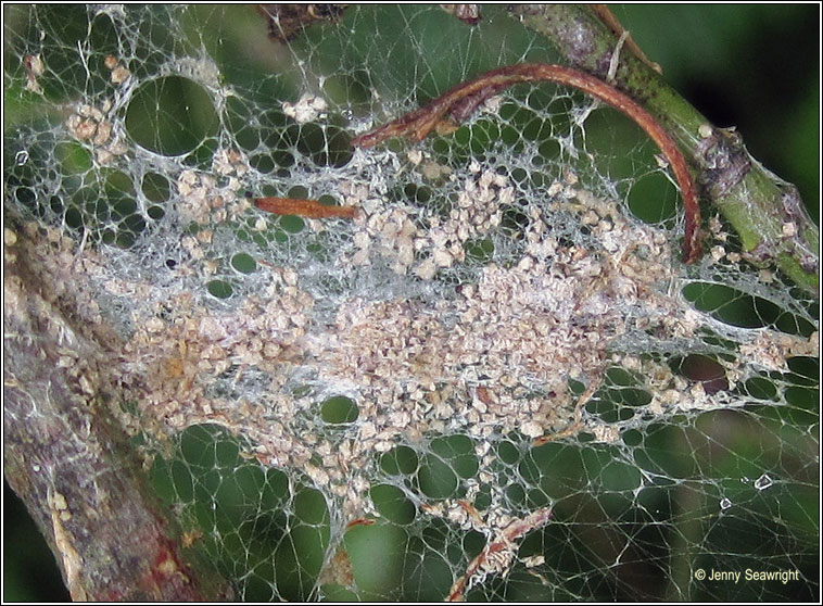 Spindle Ermine, Yponomeuta cagnagella, larval web