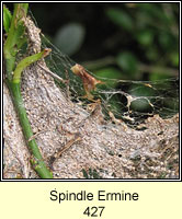 Spindle Ermine, Yponomeuta cagnagella, web