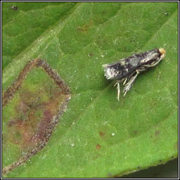 Ectoedemia septembrella