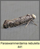 Paraswammerdamia nebulella 