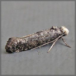 Paraswammerdamia nebulella