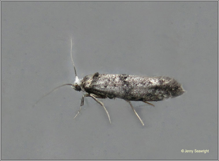 Paraswammerdamia nebulella