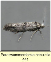 Paraswammerdamia nebulella 