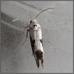 Ash Bud Moth, Prays fraxinella