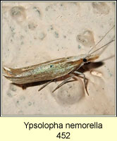 Ypsolopha nemorella