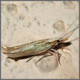 Ypsolopha nemorella