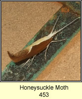 Honeysuckle Moth, Ypsolopha dentella