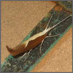 Honeysuckle Moth, Ypsolopha dentella