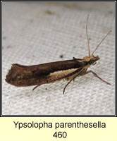 Ypsolopha parenthesella