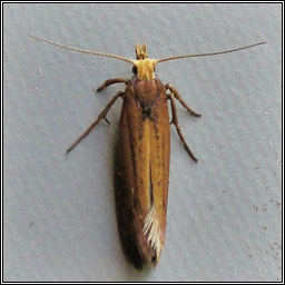 Ypsolopha parenthesella