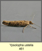 Ypsolopha ustella