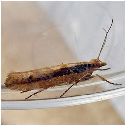 Ypsolopha ustella