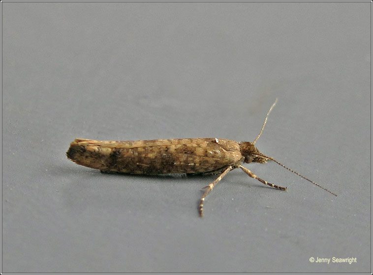 Ypsolopha ustella