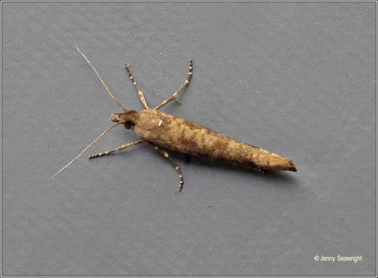 Ypsolopha ustella