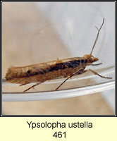 Ypsolopha ustella