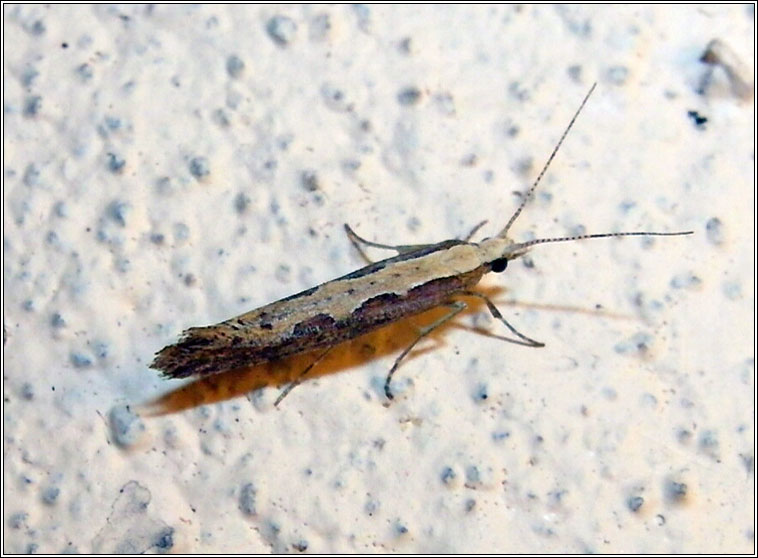 Diamond-back Moth, Plutella xylostella