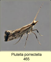 Plutella porrectella