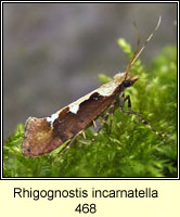 Rhigognostis incarnatella