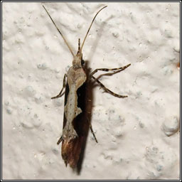 Rhigognostis incarnatella