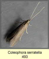 Coleophora serratella