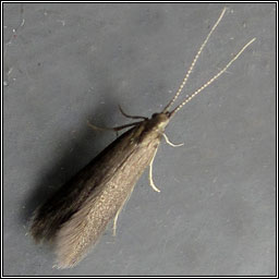 Coleophora serratella