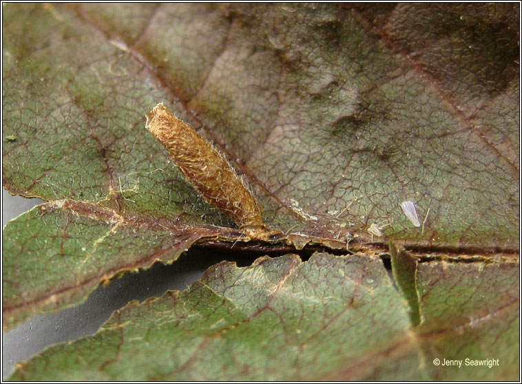 Coleophora serratella