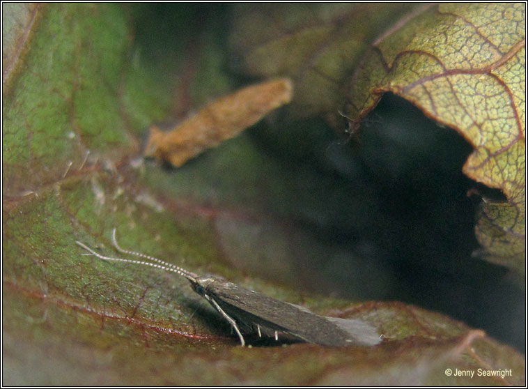 Coleophora serratella