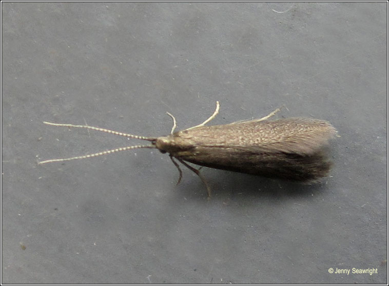 Coleophora serratella