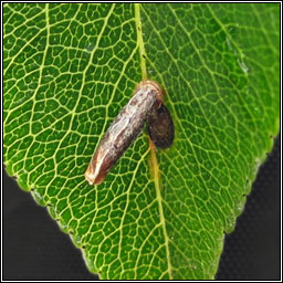 Apple & Plum Case-bearer, Coleophora spinella