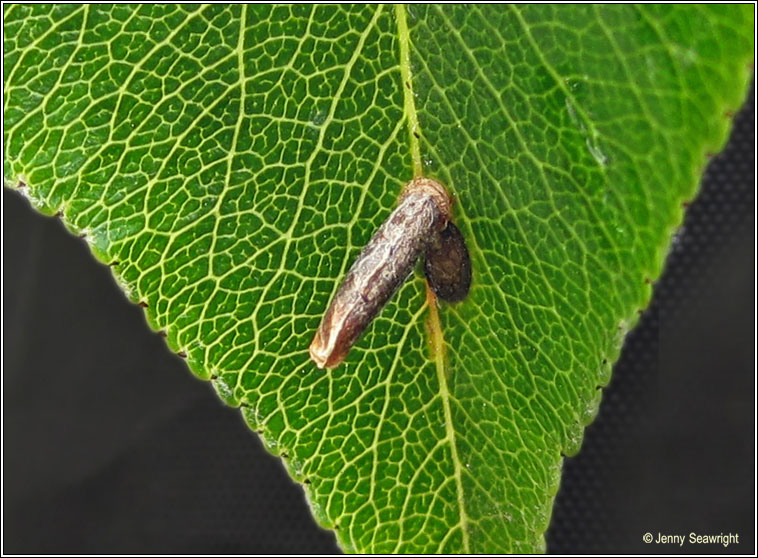 Apple & Plum Case-bearer, Coleophora spinella