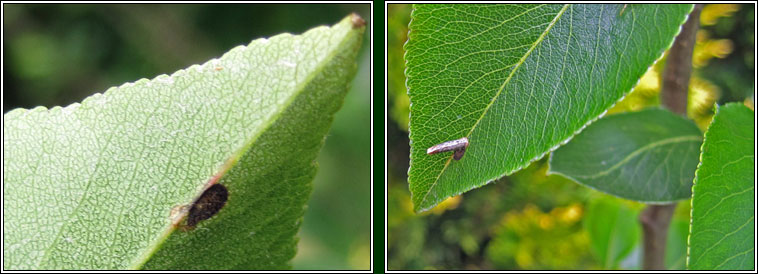 Apple & Plum Case-bearer, Coleophora spinella