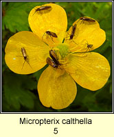 Micropterix calthella