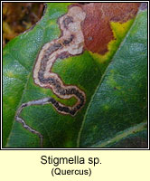 Stigmella sp (leaf mine)