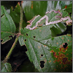 Stigmella aurella