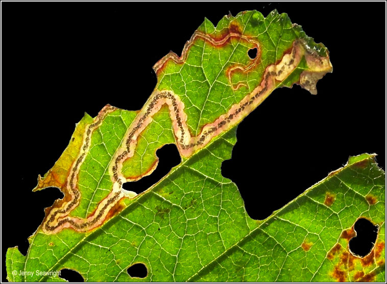 Stigmella aurella