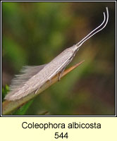 Coleophora albicosta