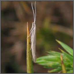 Coleophora albicosta