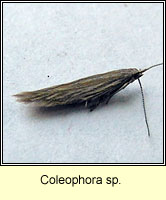 Coleophora sp