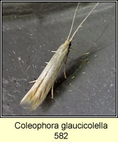 Coleophora glaucicolella