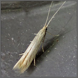 Coleophora glaucicolella