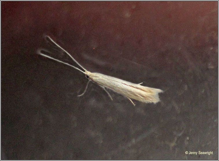 Coleophora glaucicolella